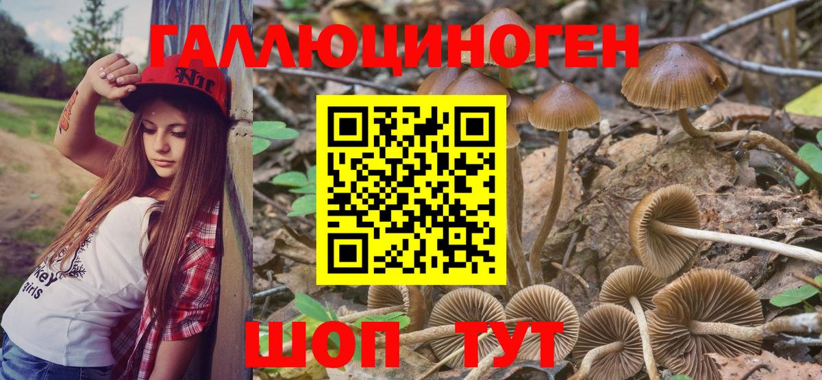 Галлюциногенные грибы Psilocybe Лысьва